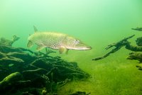 Snoek